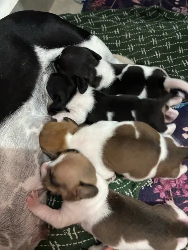 Filhotes de jack russel 
