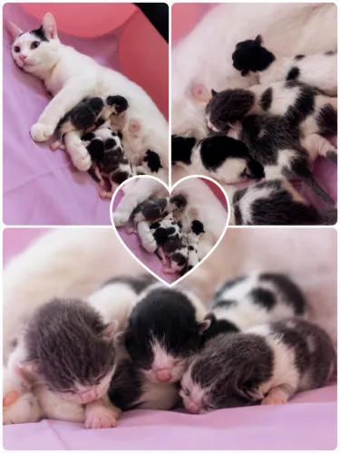 Filhotes de gatinhos disponíveis para adoção