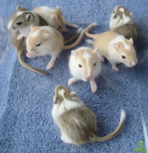 Filhotes de Gerbil Esquilos da Mongólia