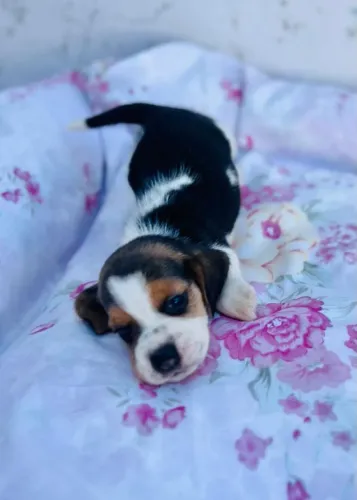 Filhotes de beagle 