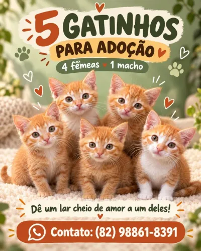 Gatos para doação