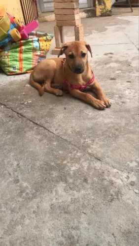 Pra adoção cuida com muito amor 