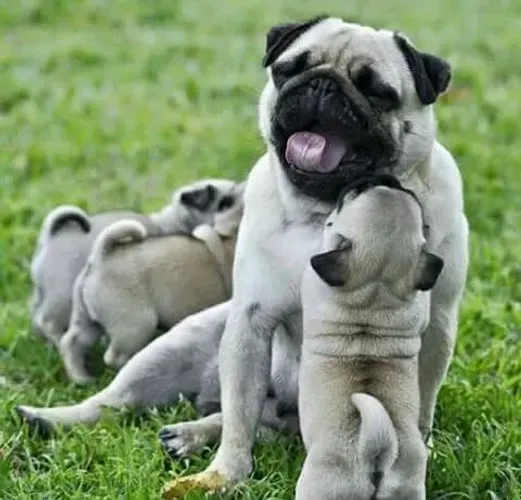 Pug O tipo de companhia que deixa tudo mais especial