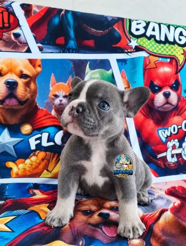 Bulldog Francês filhotes