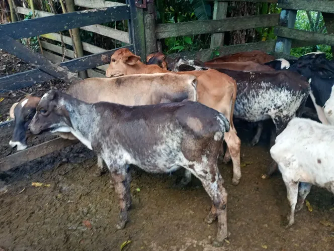 Vendo um lote de bezerros 