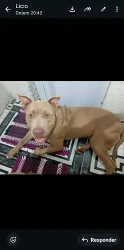 Vende se Pitibul