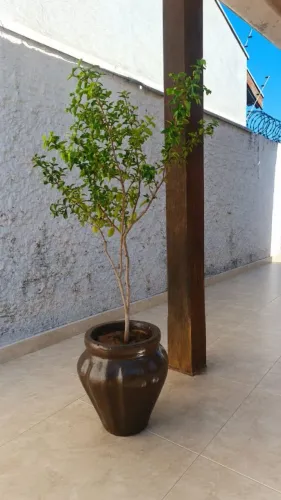Pé de acerola com vaso