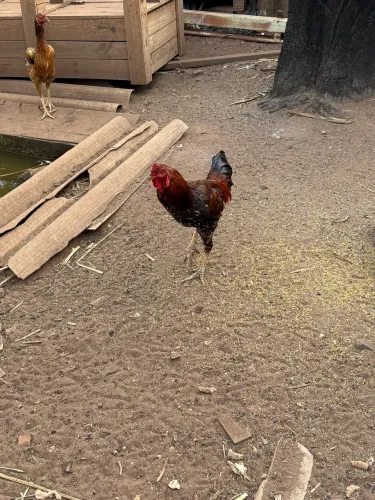 Vendo galo caipira