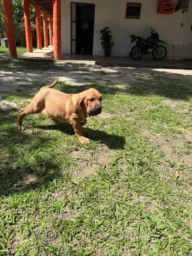 Filhote de fila brasileiro puro