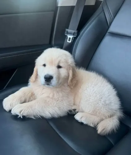 Filhote Golden Retriever, Seu lar merece a alegria de um novo amigo peludo!