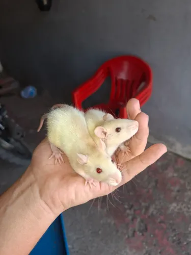 2 rato Twitter disponível