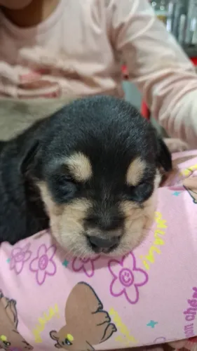 Filhote para doação (vira lata + border collie)