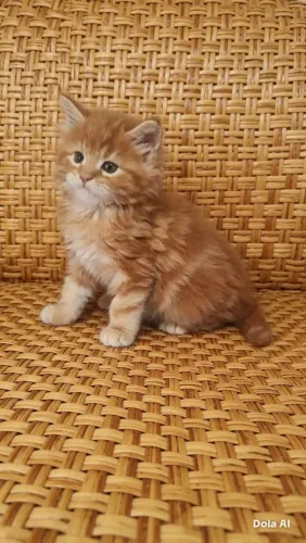 Gato Maine coon filhote