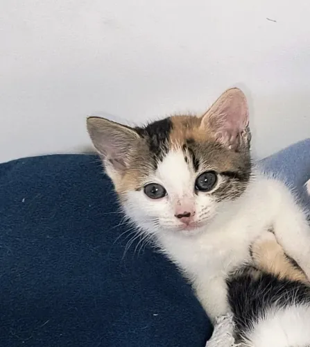 Gatinha para adoção!