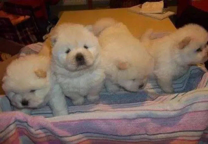 Chow Chow,Chow Chow Filhote Peludo e Pronto para um Novo Lar com Amor