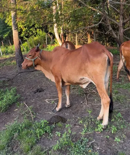 VACA SINDI