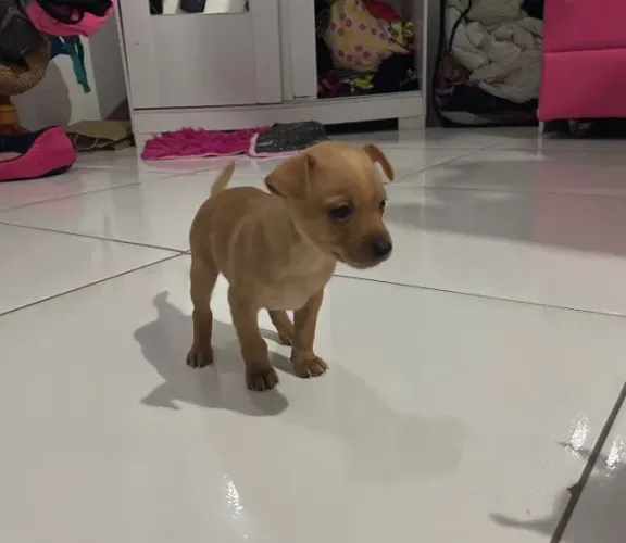 Pincher 1 macho 