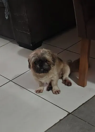 Doando cachorro shictus Macho 5 anos ..dócil companheiro..motivo embora Brazil.!!ah tra