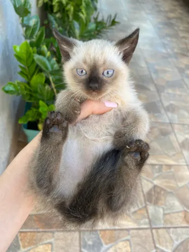 DOIS GATOS LINDOS PARA ADOÇÃO!