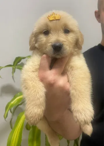 Filhotes de Golden Retriever Puro Pedigree CBKC