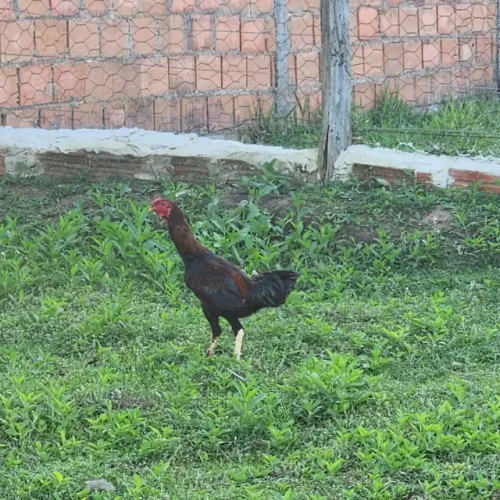 Frangos / Galo novo