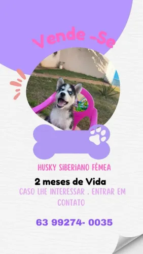 Filhote  Husky Siberiano 