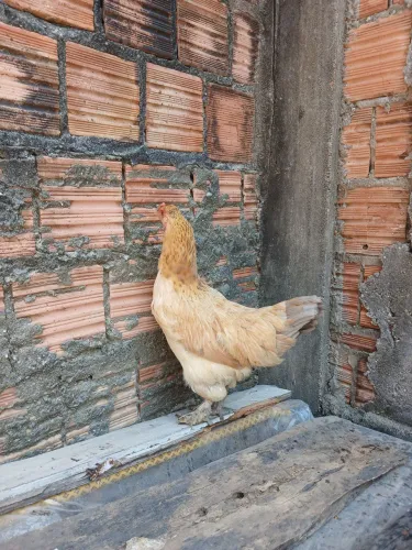 Galinha