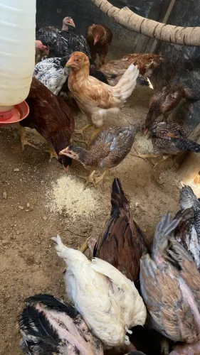 Franguinhos