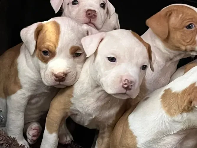 Filhotes de Pitbull 