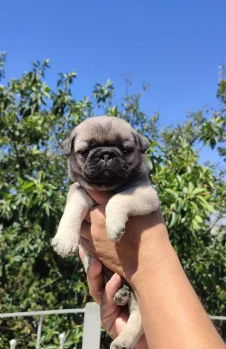Fofurinha de pug