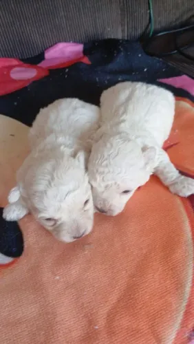Filhote de poodle