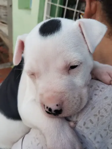 Filhotes de Pitbull 