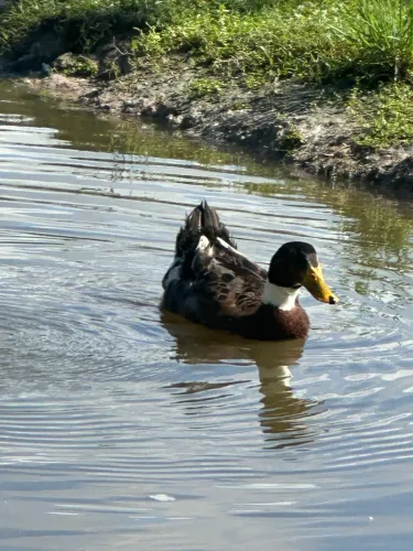 Pato 