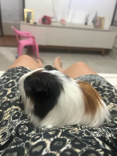 Porquinho da índia