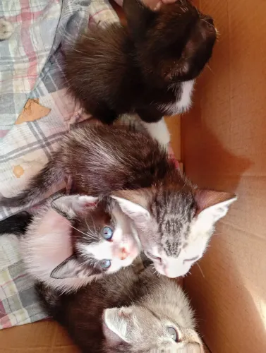 Doação filhotes de gato