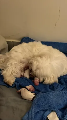 Lhasa apso filhotes