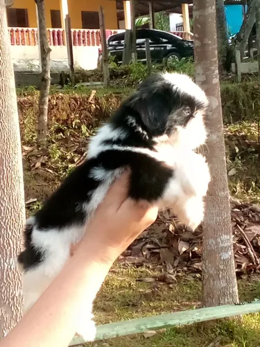 Linda fêmea Shih Tzu