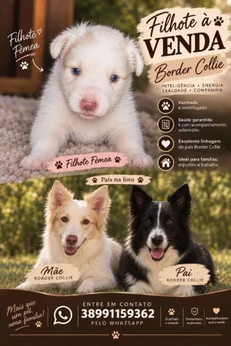 Filhote de Boder Collie