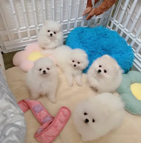 Spitz alemão fêmea branca - Anã - Lulu da pomerania 