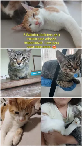 Bebês lindos para adoção. É muito amor!