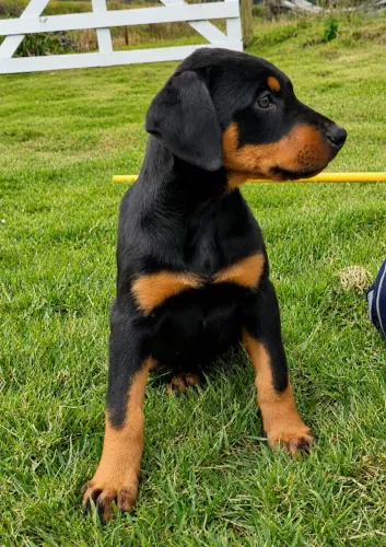 Filhotes de doberman disponiveis