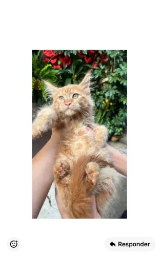 Gato gigante - filhote Maine Coon - Red