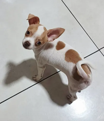 Chihuahuas machos