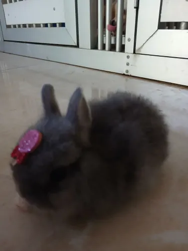 coelho Netherland Dwarf