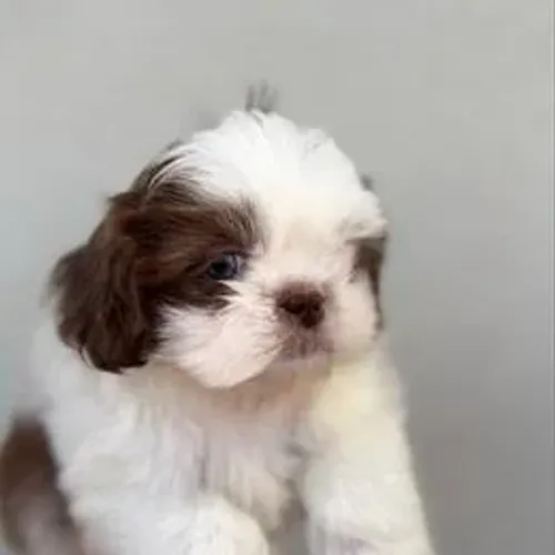 Lhasa Apso,Lhasa Apso Filhote Disponível Alta Qualidade