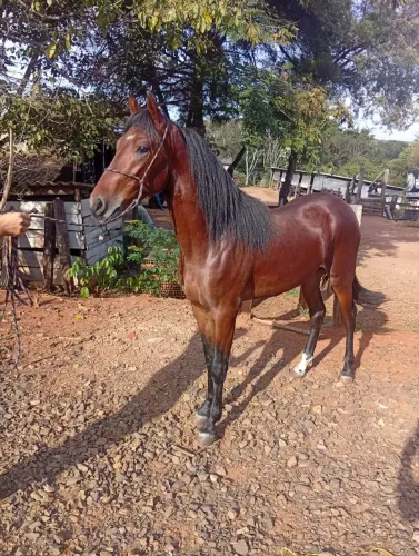 Cavalo marcha picada