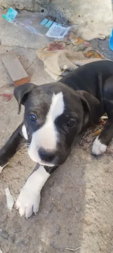Filhote de Pitbull 