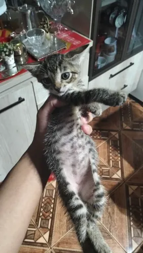 Gato macho tigrado 