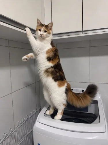 Gata MAINE COON