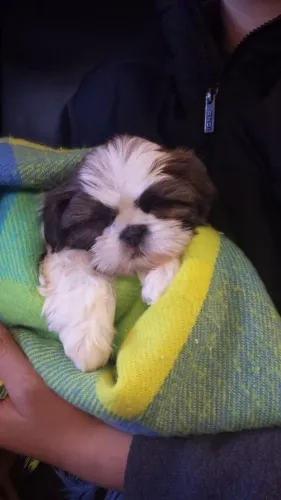 Shih Tzu Um pet que faz sucesso por onde passa